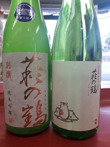 「⭐宮崎春季キャンプ　賑わっています　⭐萩の鶴　純米吟醸生原酒　別仕込み　　⭐こたつ猫ラベル　数量限定になります。♬」