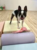 ぽんちゃん　鍛え中💪「ましゅまろ幼稚園🐾」
