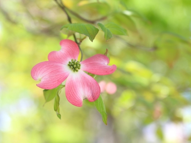 東三河 四季の花 ハナミズキ 東三河 四季の花 特集 まいぷれ 豊橋 田原