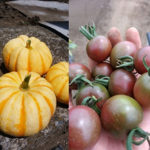 「☆カラフル野菜の小山農園、プッチーニ（ミニカボチャ）、ミニクロトマトも収穫可能です！☆」