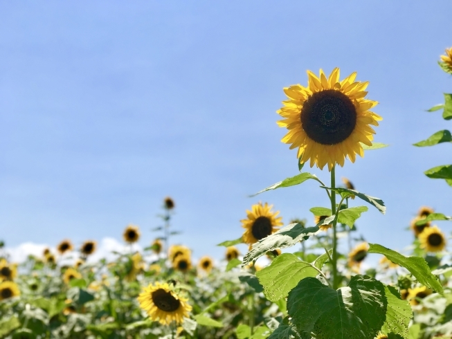 「夏のヘッドスパ・トリートメントキャンペーン！」