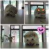 「銀ちゃん完全夜型に成長しました꒰⌯͒•·̫•⌯͒꒱」