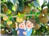 「美味しい梨狩りはいかが？」