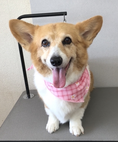 7月26日 シャンプーコースの花楓ちゃん 犬猫のトリミング屋さんぽちのうち 犬 猫のトリミング屋さん ぽちのうちのニュース まいぷれ 船橋市