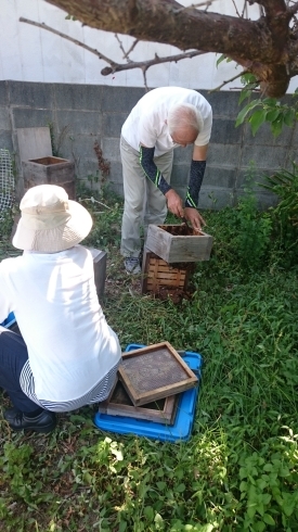 「暑さで☀日本みつばち全滅か⁉」