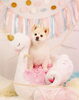 「Anniversary photo　(^O^)／」