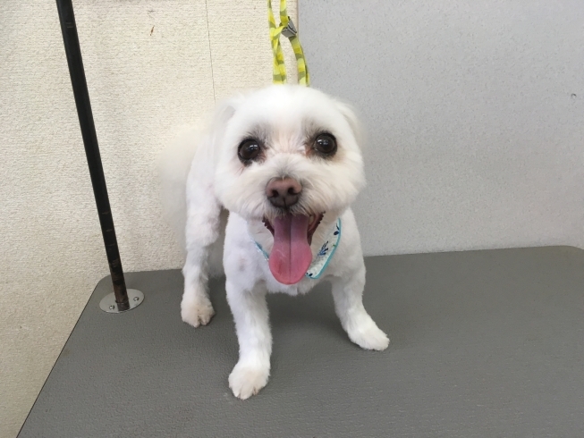 8月7日 カットコースのミントちゃん 犬猫のトリミング屋さんぽちのうち 犬 猫のトリミング屋さん ぽちのうちのニュース まいぷれ 船橋市