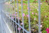 構内を散歩するとフェンスの向こうに秋桜が咲いてます「秋晴れ！秋桜満開！」