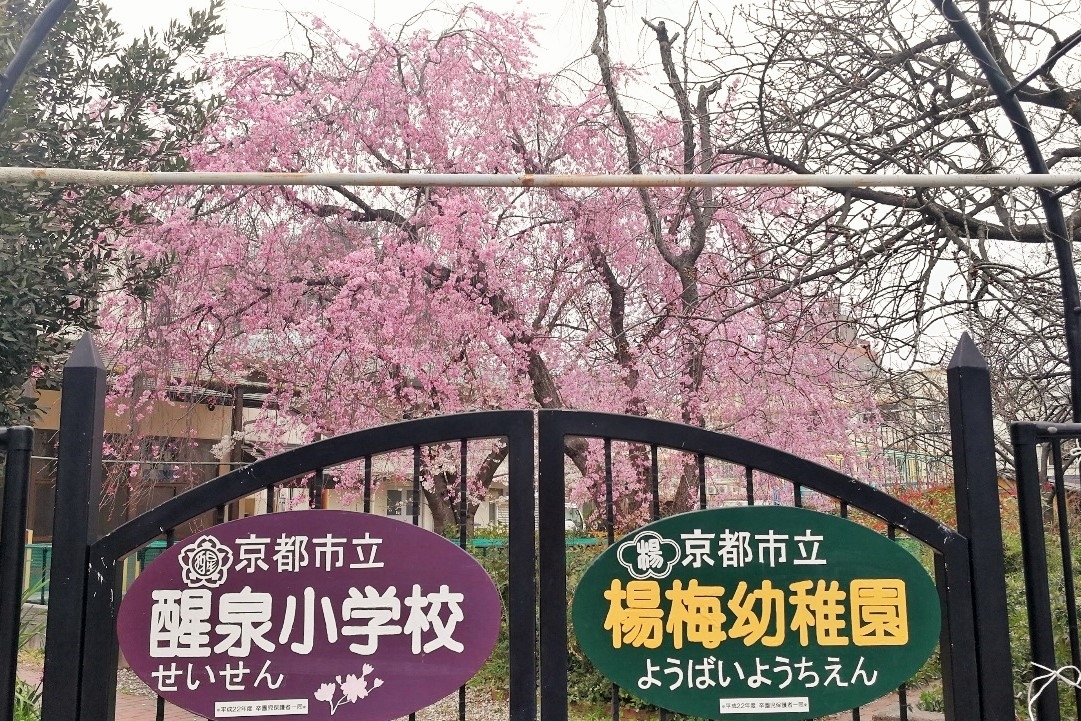 元京都市立楊梅幼稚園の桜（移設・伐採前）