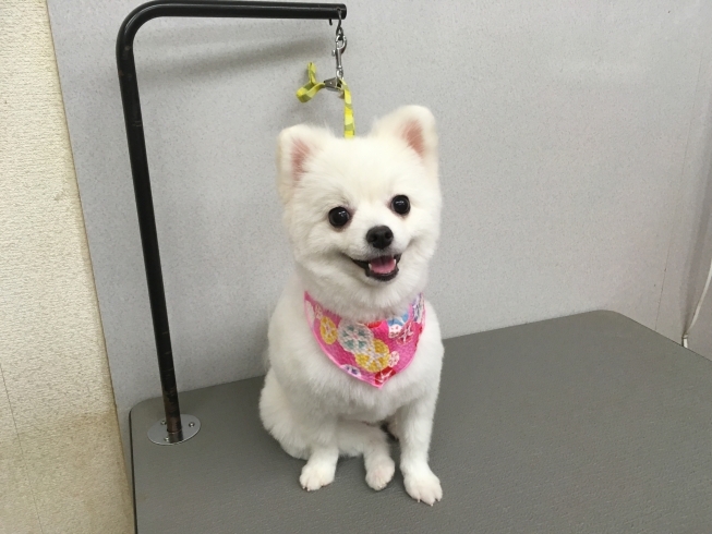 8月13日 カットコースのおもちちゃん 犬猫のトリミング屋さんぽちのうち 犬 猫のトリミング屋さん ぽちのうちのニュース まいぷれ 船橋市