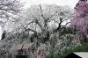 段部しだれ桜