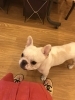 「今日のゲスト(^｡^)」