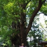 香取郡　巨木！　なんじゃもんじゃ