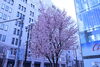❸札幌シャンテの桜「桜の季節となりました～開花状況観てある記」