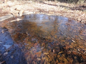 生き物のためにつくった小さな池にも氷が張っていました。