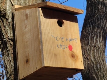 手作りの鳥の巣箱。鳥は気に入ってくれるでしょうか？