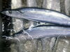 「新秋刀魚あります！（高いけど…）」