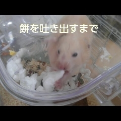 餅を早食いして吐き出すまで！おもしろ可愛いハムスター cute funny hamster rice cake　＃29