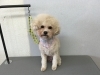 8月30日 シャンプーコースのおもちちゃん 犬猫のトリミング屋さんぽちのうち 犬 猫のトリミング屋さん ぽちのうちのニュース まいぷれ 船橋市