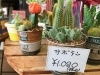 かわいいサボテン入荷しました 有限会社 大内生花店のニュース まいぷれ 花巻 北上 一関 奥州