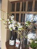 桜でで出迎え致します!「肌寒いこんな日はおでん！」