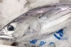 「八千代市、佐倉市の鮮魚店  　勝田台から徒歩10分　 魚や山粋（ヤマスイ）　    気仙の釣カツオ」