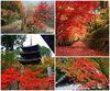 「秋といえば「紅葉狩り」」