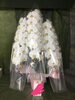 「本日は　新築お祝いの胡蝶蘭　発送」