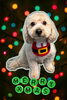 「Dog salon mofu mofu　余市町」