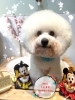ビション　カット「🐶チワワ、ビション、トリミングのお友達🌸」