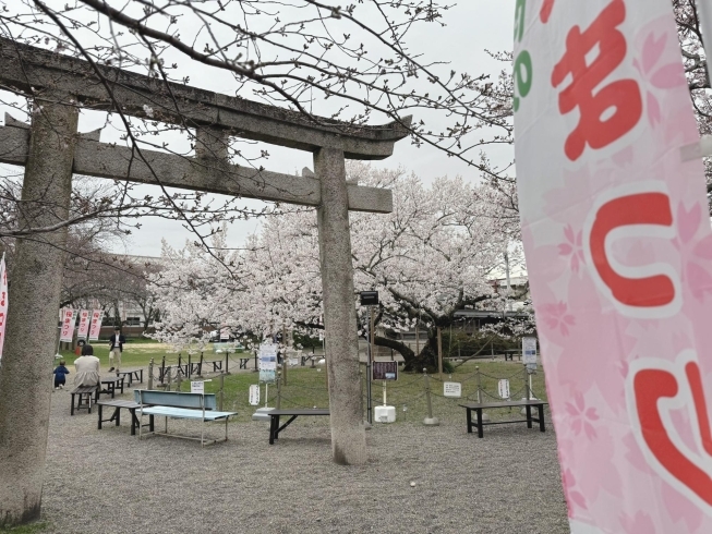 神社　桜「甲賀市　さくら」