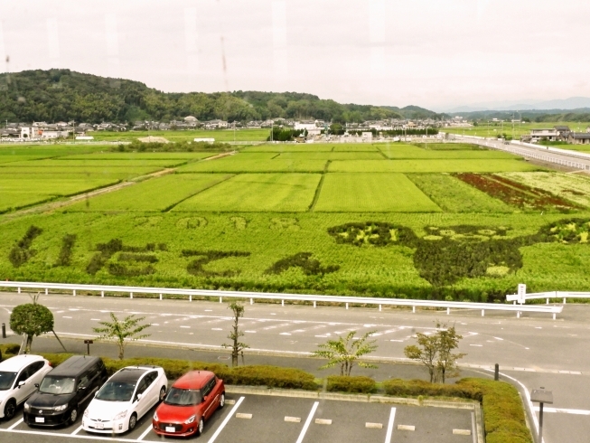 「田んぼアートに行ってきました☆」