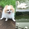 「新居浜に来て１０年です！    英語で？」
