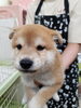 「北上市のＷＡＮ’Ｓ（ワンズ）です！　かわいい柴犬をご紹介します♪」