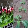 「☆カラフル秋野菜、収穫開始です☆」
