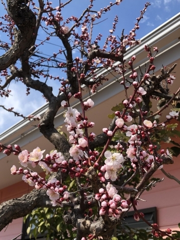 梅の花咲きました「梅が咲きました！！【木更津市民会館の隣りにある総合住宅展示場】」