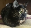 サビ猫 トコちゃん Wf ฅ