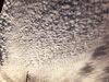 「昨日夕方に空一面のウロコ雲でしたね！！！」