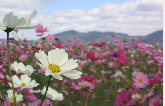 「枚方の里山・収穫の秋穂谷」