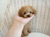 「ぱぱ＆まま募集のbabyちゃん　U*'ω'*U」