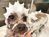 「ただ今パック浸透中　(*´ω｀*)」