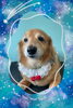 「Dog salon mofu mofu　余市町」