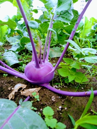 「☆カラフル野菜の小山農園、出ました！宇宙人のような野菜☆」