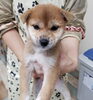 「【WAN'S】かわいい柴犬ちゃん♀のご紹介です♪」
