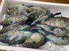 「本日鮮魚入荷致しました。(7月27日貝🦪フェスティバル決定致しました)」