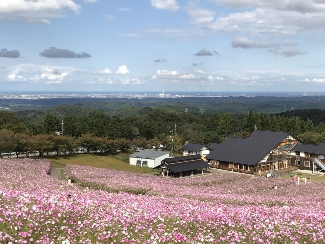 「夢の平 コスモスが満開」