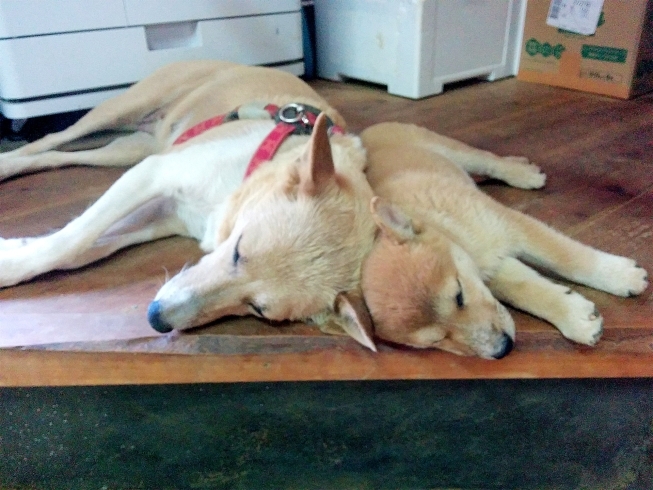 「可愛い仔犬、家族に迎えませんか！？」