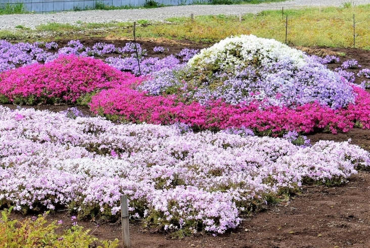 芝桜に太陽の光があたり誇らしげにも見えます「白井のまちに富士山！芝桜が満開！」