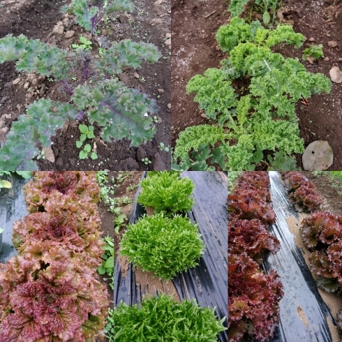 「☆カラフル野菜の小山農園、葉物野菜も収穫始まりました☆」