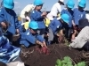 いちご農園でのさつまいも掘り
大きいおいもみ～つけた！「朝日町立いちご保育園」